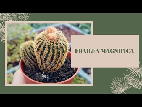 Video: Frailea kaktusu kopšana - uzziniet par kaktusu Frailea audzēšanu