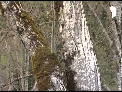 ჩვენი ფერმა - მესაქონლეობა, მეფუტკრეობა და კარტოფილის თესვა სვანეთში