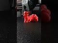Vulpix 3d Print Time Lapse