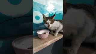 A Happy Stray Cat When The Bowl Is  Full With Delicious Food