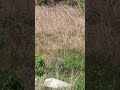 #고라니#도시하천출몰#비밀의 숲#니가왜그기서나와 #영탁