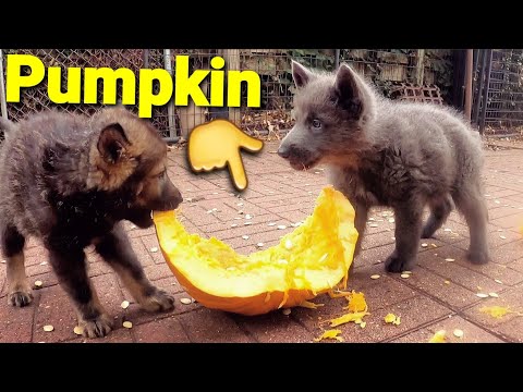 Puppies First Time Eating Pumpkin - How I Do It