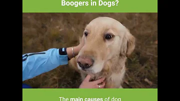 How do I get rid of my dogs eye boogers?