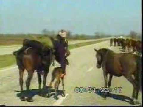 Βίντεο: Kabarda Horse Breed Hypoallergenic, Health And Life Span
