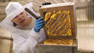 A Day in Life of Modern Japanese Bee Farmer Collecting Fresh Honey