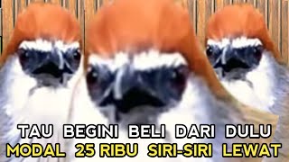 NYESEL GAK BELI DARI DULU  !! CUMA 25 RIBU KOK BISA SUARANYA SETAJEM INI || PASAR BURUNG PRAMUKA