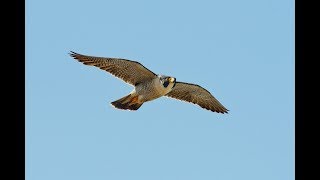 Holuby A Dravce Na Slovensku