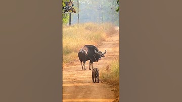 A Clash of Giants: Tiger vs. Gaur! #wildlife  #nature