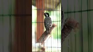 MASTERAN BURUNG PELATUK SAMPIT GACOR DOR #masteranpelatuksampit #masteransuaraburung