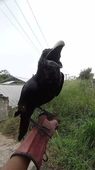 HEBATNYA WOWO SI BURUNG GAGAK HITAM