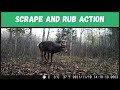 Whitetail Deer Buck &#39;One Side&#39; Visits a Scrape and Works Some Rubs (Trail Cam Video)