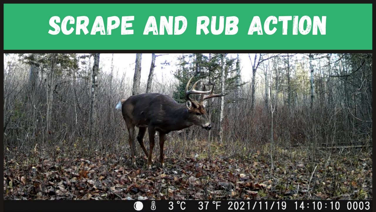 Whitetail Deer Buck One Side Visits A Scrape And Works Some Rubs