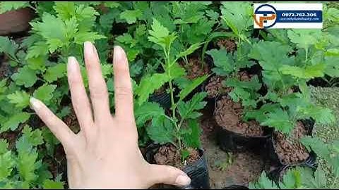 Cây giống cúc cổ trà gửi xe giao khách Tây Ninh | Cây cúc tiến vua Cây Cảnh Phạm Thương