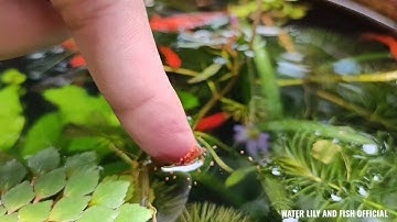 CHO CÁ BẢY MÀU VÀ CÁ KIẾM ĂN CÁM THÁI INVE 3/5