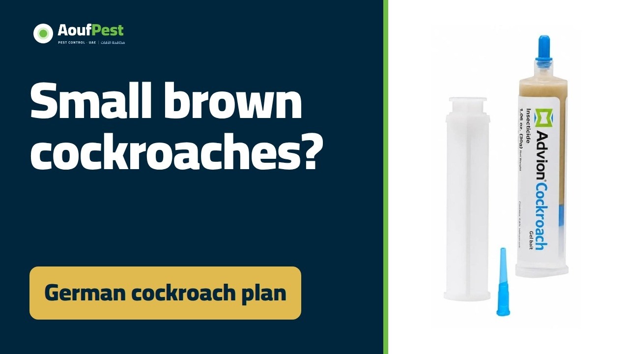 Advion Gel for German Cockroaches: Why They Take Over UAE Apartments, and How to Clear Them