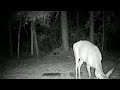 Deer Live Cam