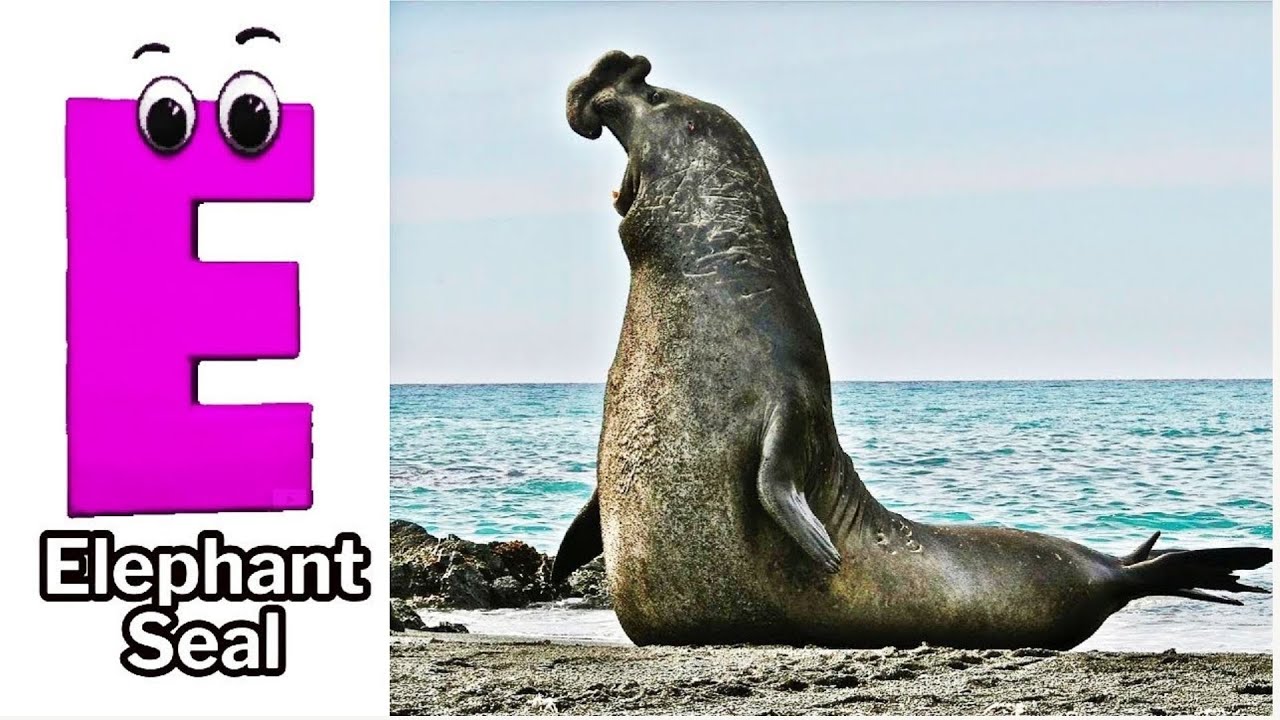 Песенка про алфавит и морских животных | Обучающее видео по алфавиту для детей дошкольного возрас...