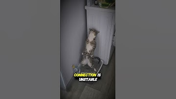 This Cat Glitch In The Matrix While 💩ing | Lost Connetion 🤣 #shorts #cat #funny
