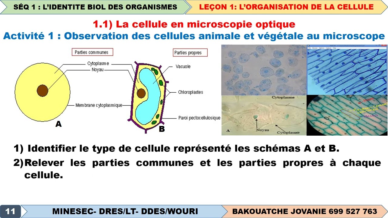 L'ORGANISATION DE LA CELLULE AU MICROSCOPE OPTIQUE OU STRUCTURE CELLULAIRE  –