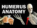 HUMERUS ANATOMY