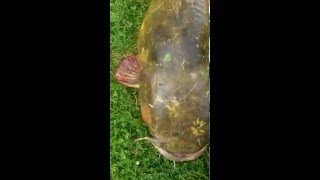 A monster 63 pound flathead catfish caught in Indiana