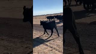 Indigo an Digger had been breaking weaners and getting them quiet