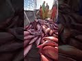 $1 5 MILLION RED SNAPPER JACKPOT! 😱 Massive Haul on Deck 🎣