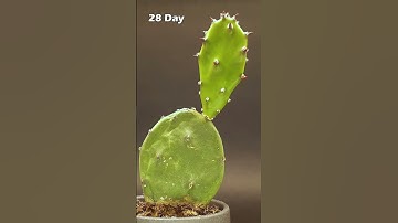 Cactus Growing Time-Lapse