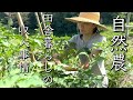 【自然農と田舎暮らし】収入を得る方法は？私の場合