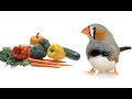 Le meilleur lgume  donner aux diamants mandarins  the best vegetable to give to zebra finches