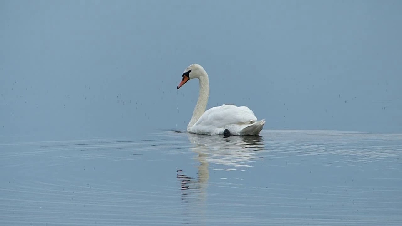 какие звуки издает лебедь. какие звуки издает лебедь. лебедь кликун финляндия. энциклопедия о лебедях. искусственный куст с видом лебедя,козла.