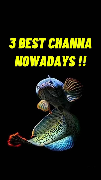 3 BEST CHANNA NOWADAYS ‼️ #animals #channa #auranti #barca #andrao