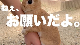 可愛いうさぎにお願いされると弱い飼い主、しかし最後は大ゲンカに発展　No.1075