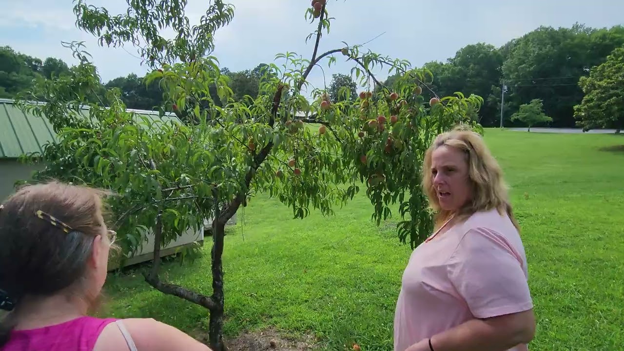 Picking Peaches on the Family Farm 🚜 😋