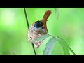 Indian Paradise Flycatcher | Paradise Flycatcher | Paradise Flycatcher Nest | Ujjal Sarkar Birdman