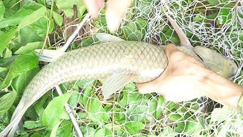 Đi câu cá ở sông giải trí , không ngờ va phải hàng khủng