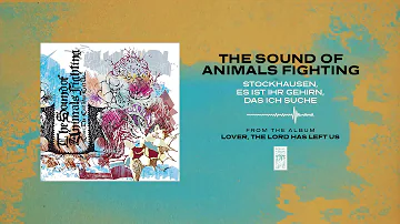 The Sound Of Animals Fighting "Stockhausen, Es Ist Ihr Gehirn, Das Ich Suche"