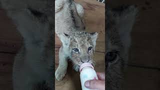 Lion Cub Getting Bottle Fed