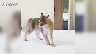 Tgmyaay Mdhk Llktt Thdy Aldhk 2019