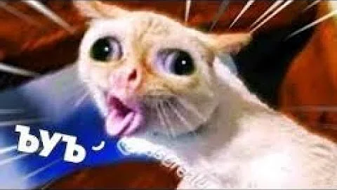 Video 11609311: funniest animals compilation, enjoy funniest compilation, funny cute animals compilation, laugh funny compilation, funniest cats