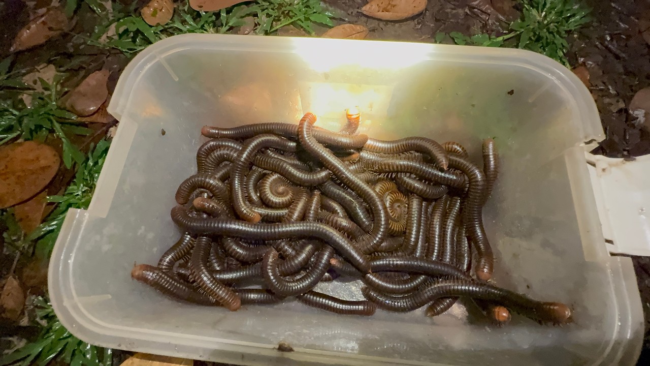 Unbelievable Night Hunt! Catching Many Giant Millipedes | Extreme Wildlife Discovery