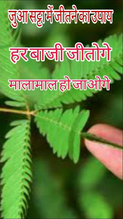 18 October 2022 जुआ सट्टा में जीतने का उपाय मालामाल हो जाओ #vashikaran #totke  #yantra #satta #juan