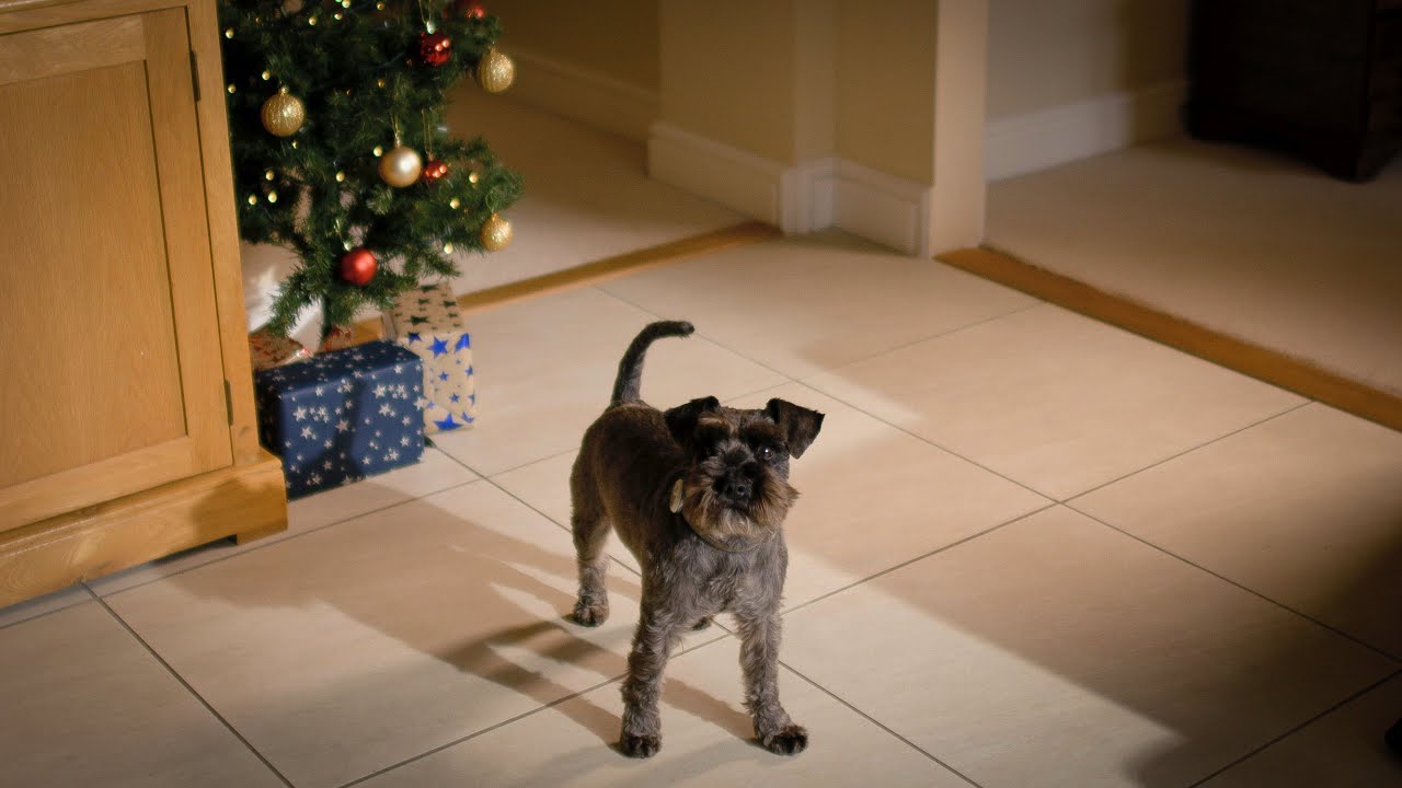 Talking Pet Christmas Commercial 2022 Christmas Ad 2019 | Sure Petcare | Keeping Your Whole Family Connected -  Youtube
