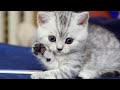 Милые животные 😺🐶 Собаки Кошки Смешные животные Котята Щенки Забавные животные #4