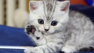 Cute animals - Funny cats / Dogs / Baby animals - Funny animal videos / Funny animals #4 by So cute animals 834,455 views 3 years ago 13 minutes, 9 seconds