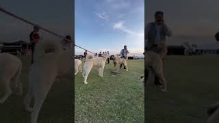 Kangal mı Akbaş mı ? Akbash or Kangal ? Akbaş Türk Üretim çiftliği Eskişehir Akbash vs kangal