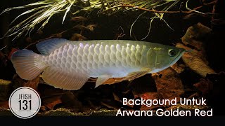 Unboxing Beli Arwana Golden Red 10cm Serti & Chip via Online