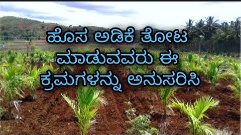 Fallow these steps for arecanut planting || ಹೊಸ ಅಡಿಕೆ ತೋಟ ಮಾಡುವ ರೈತರು ಈ ಕ್ರಮಗಳನ್ನು ಅನುಸರಿಸಿ