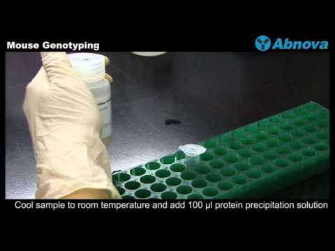 Video: Primer Pada Tubuh Basal Mouse