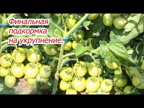 Финальная подкормка томатов на укрупнение плодов- помидоры быстро наливаются!